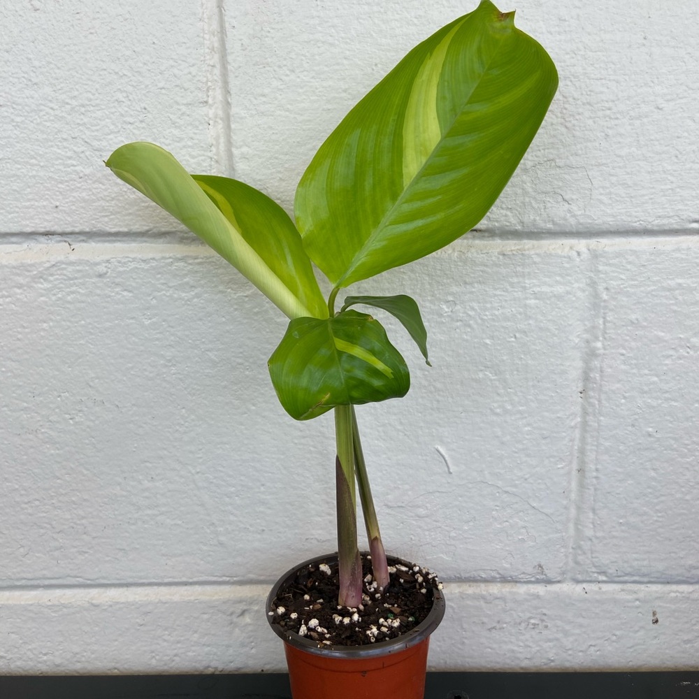 Maranta lubbersiana 🌿